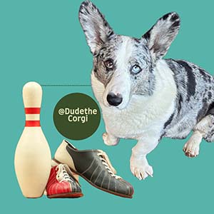 Corgi named Dude sitting with shoes