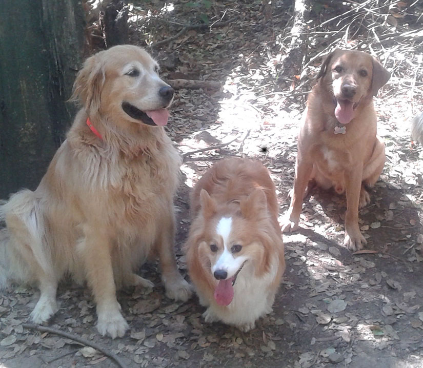 A Golden retriever, a corgi, and a red lab sit calmly in the forest